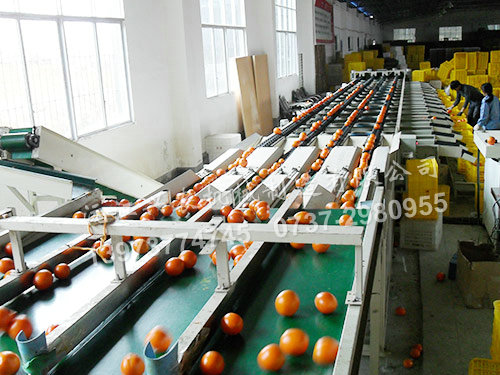 沅江興農(nóng)機械制造有限公司,沅江水果分選機,沅江水果清洗機,沅江水果打蠟機哪里好,沅江興農(nóng)機 沅江興農(nóng)機械制造有限公司,沅江水果分選機,沅江水果清洗機,沅江水果打蠟機哪里好,沅江興農(nóng)機